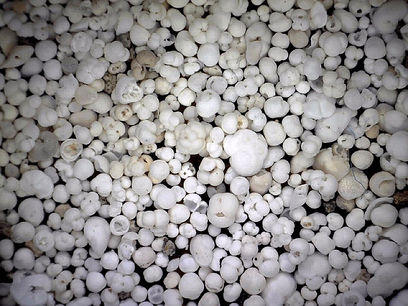 Foraminifera. "Forams" first appeared in the world oceans 500 million years ago and have shells made from calcium carbonate. Changes in species assemblages throughout a sediment core give us clues to what conditions were like when the organisms were alive. foraminifera shells