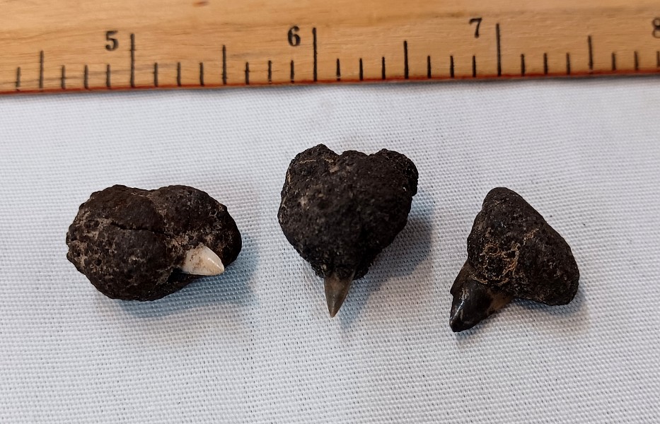 The core of a Mn Nodule can be almost anything: pieces of coral, pebbles, shells, even shark teeth! tiny nodules with shark teeth sticking out