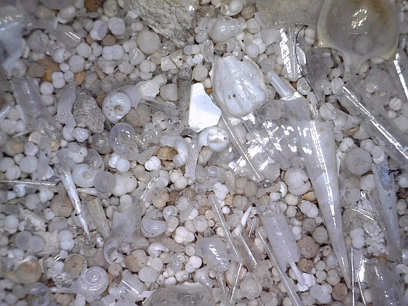 Mixed plankton shells (microfossils). The shells of a variety of different types of plankton: these are the ones most often used by scientists due to their natural abundance and larger size which makes them easier to work with. mixed plankton shells