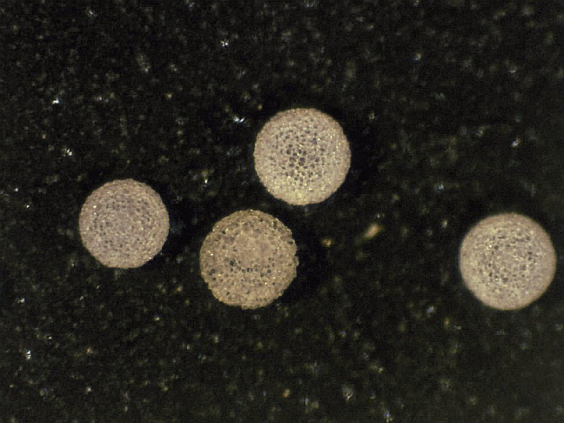 Radiolaria. Radiolarians create opaline-silica shells. Radiolaria species are very sensitive to water temperatures and their relative abundances tell scientists how ocean temperatures and circulation patterns have changed through time. radiolarian shells