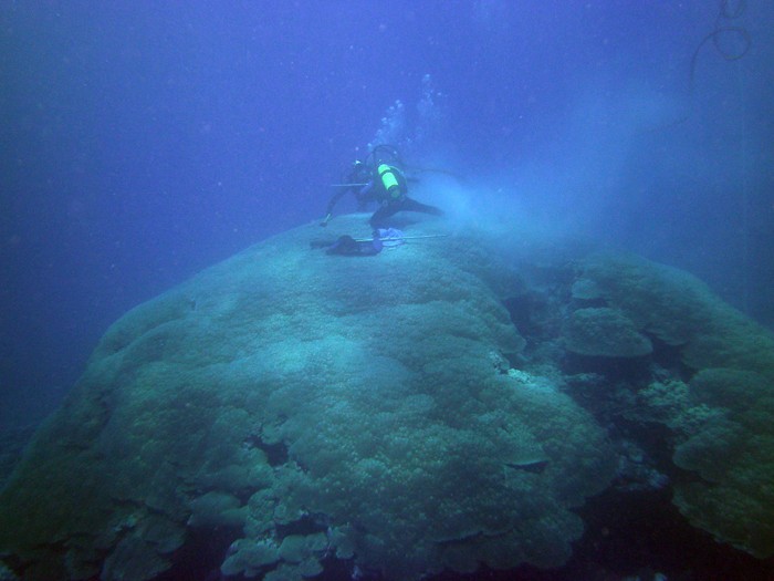 Drilling a large Porites coral in Ta'u. Photo ctsy. of Brad Linsley divers drilling a core from a large coral head