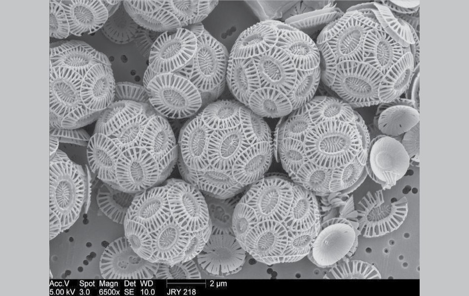 Coccolithophores. Coccoliths are another type of algae but make their shells from calcium carbonate. They are considered “nanno-fossils” because of their extremely tiny size (about 35 microns on average!). Since Coccoliths are an algae (like Diatoms) and make calcium carbonate shells (like Forams), they can provide similar information as these other groups. coccolliths