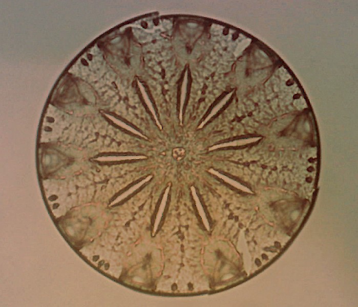 Diatoms. Diatoms are a type of algae and their shells are made from silica. Diatoms can be used as a proxy for nutrient availability (more nutrients means more diatoms) which, in turn, can tell us about precipitation, upwellings, wind strength, and erosion. a diatom shell