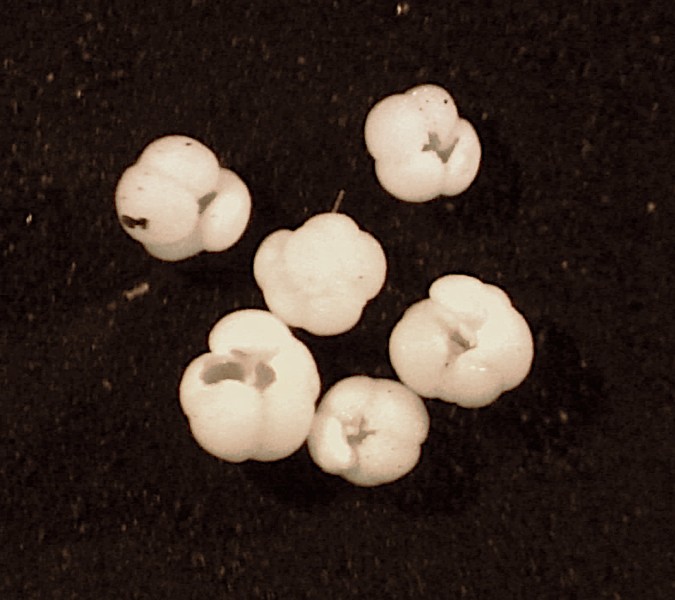 To build their shells, forams use chemical elements found in the seawater around them. Some of these elements - stable isotopes of Oxygen and Carbon and concentrations of Magnesium, Lithium and Carbon - give us valuable insights into Earth's paleoclimate. foram shells