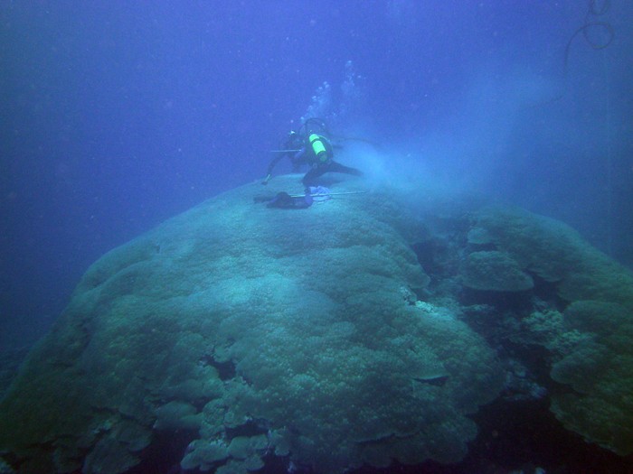 divers drilling a core from a large coral head